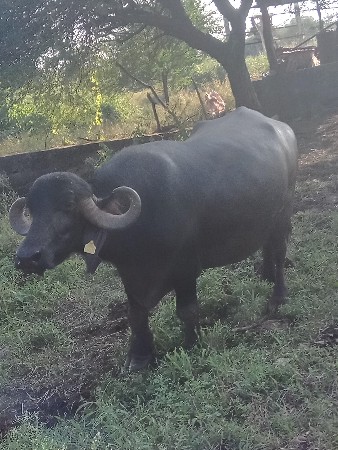 પાડો અને ભેંસ