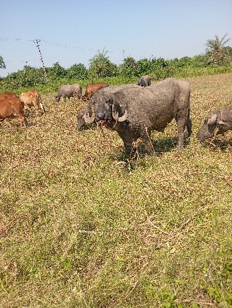 આ પાડો વેચવાની છે