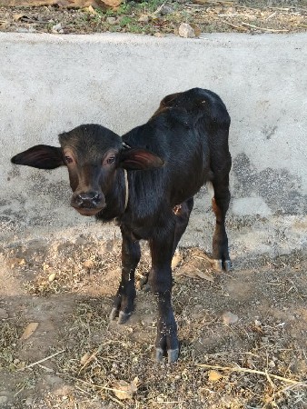 ભેંસ વેચવાની છે