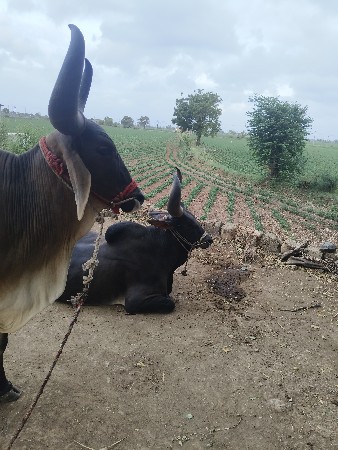 બળદ વેચવાના છે