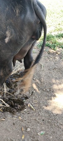 ભેંસ વેચવાની છે