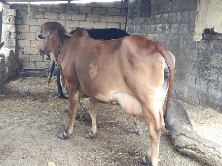 ઓરિજનલ ગીર ગાય બીજું વેતર
