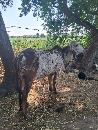 ગાય વેચવાની છે