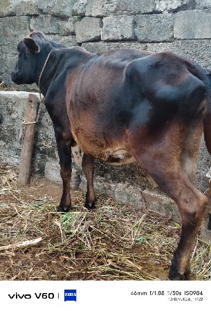 2hf હોડકા વેચવાના છે.