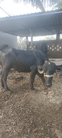 ખડેલું વેચવાનું છે