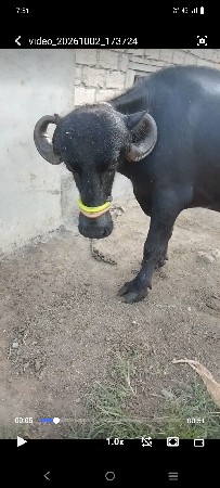 ભેંસ વેચવાની છે
