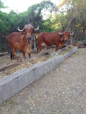 વેચવાની છે