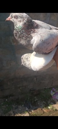 kabutar