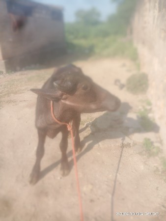 વેચવાનીછે
