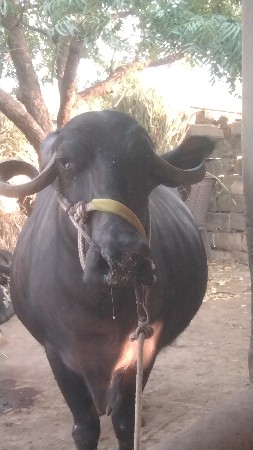 ભેંસ વેચવા ની છે