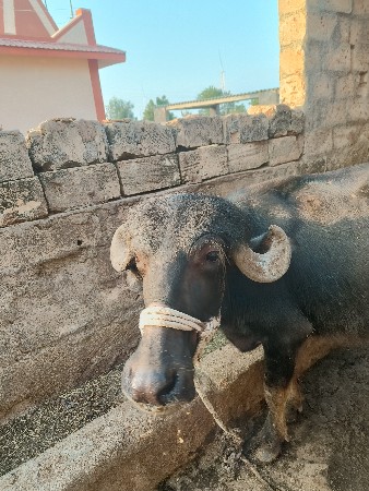 ખડેલી વેચવાની છે 3 વર્ષ ની