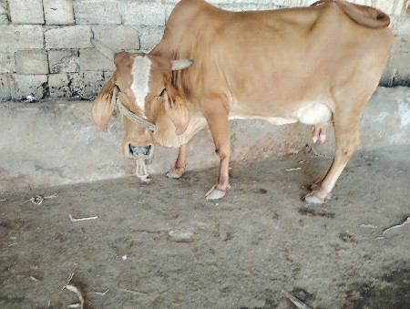 ગાય