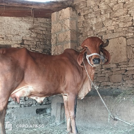 ગીર હૉડકી છે