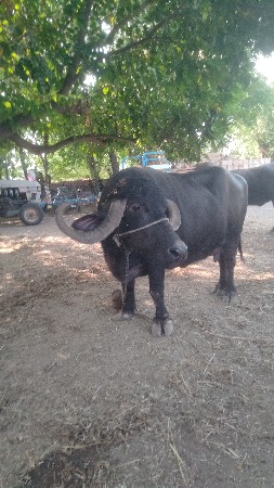 કુંઢી કુંઢી