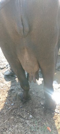 આ ભેંસ વેચવાની છે