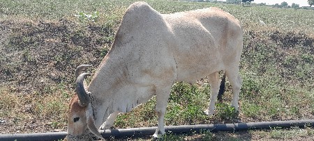 બળદ