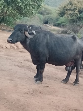 ભેંસ વેસવાની સે
