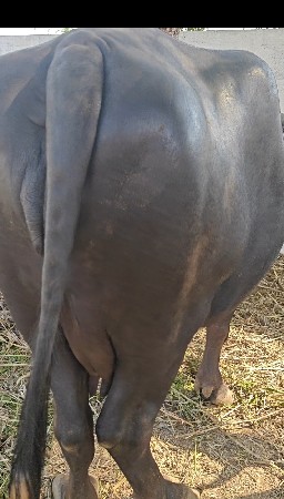 બીજું વેધર