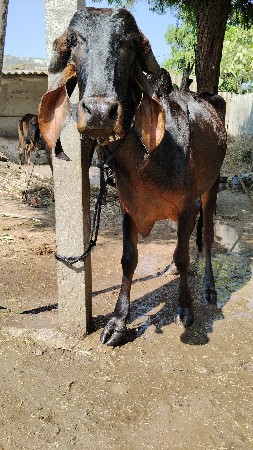 જાંબુડી વાછડી વેચવાની છે.....