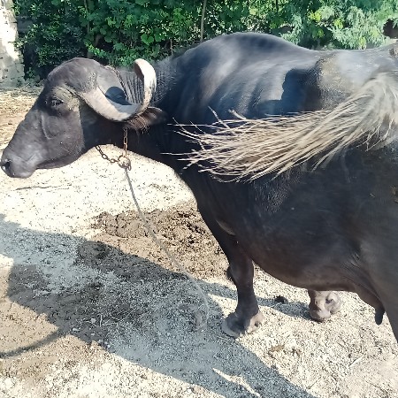 ભેંસ વેચવાની છે