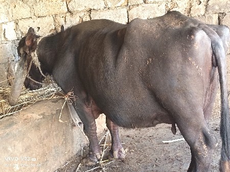 ભેંસ વેચવાની છે