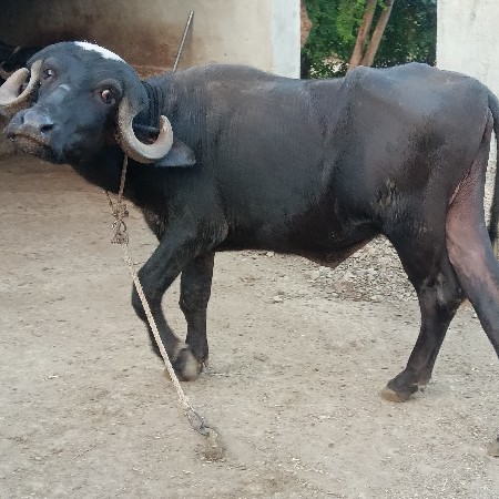 જાફરાબાદી ખડેલી