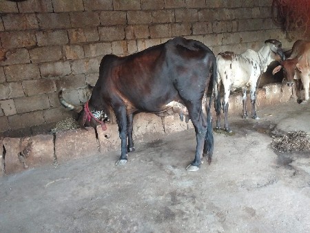 ગાય વેચવાની છે