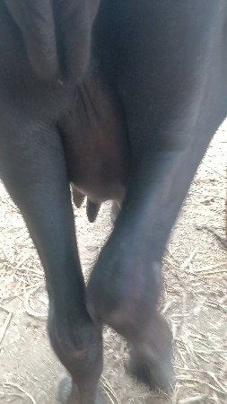 ખડેલી વેસવાની છે