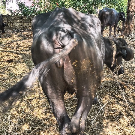 ખડેલી વેચવાની છે