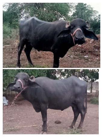 આ ભેંસો વેચવાની છે