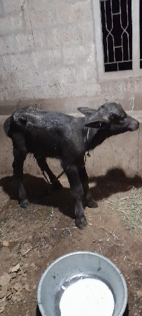 પાડો વેચવાનો છે.