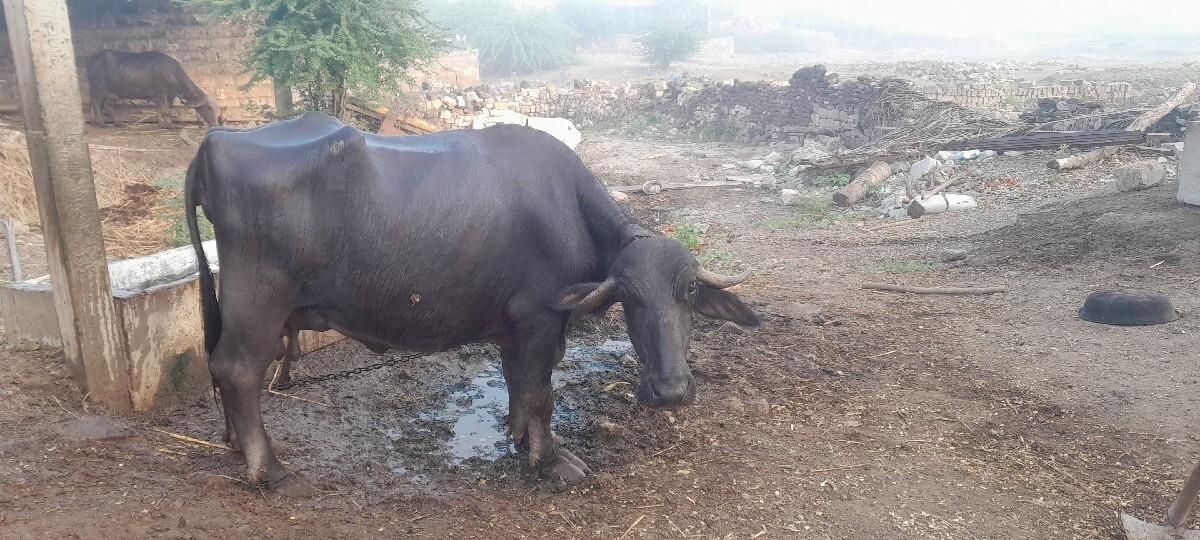 3 આશરી ભેશ