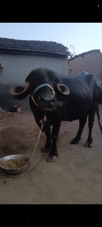 3 દિવસ ની વિયાણેલી