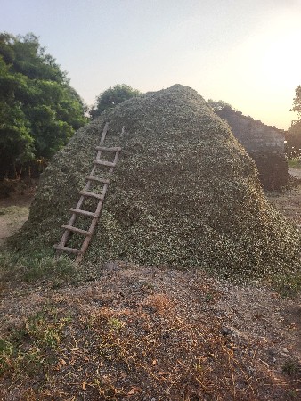 20 નંબર મગફળી પાલો
