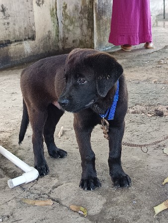 રોટેવહિલર કૂતરો વેચવા નો છે