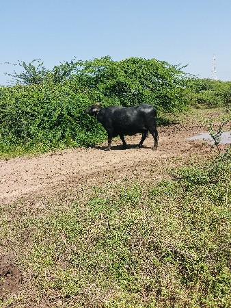 ભેંસ વેચવાની છે