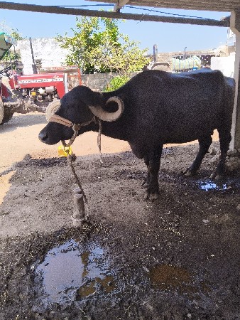 વેચવાની છે