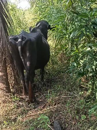 ભેંસ વેચાવની સે