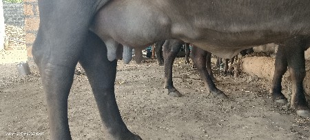 આ ભેંસ વેચવાની છે