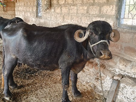 આ ભેશ વેચવાની છે.