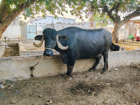 ભેંસ વેચવાની છે