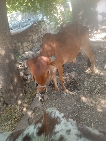 બે બરદ વેસવાના સે