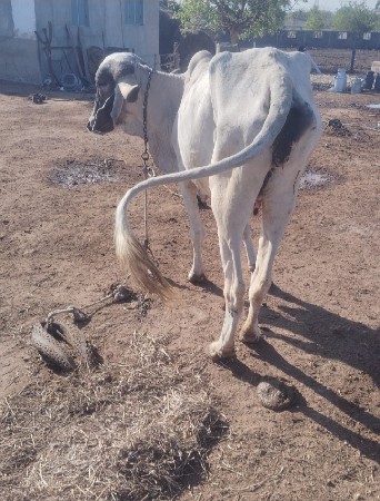 લીલડી હોડકી વેચવાની છે