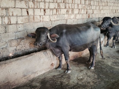 ભેસ વેચવાની