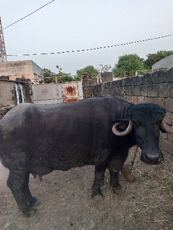 ભેંસ વેચવાની છે