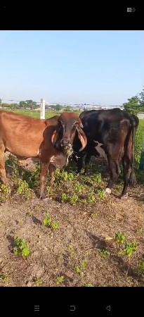 1ગાભણ