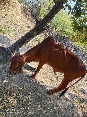 હોડકુ વેચવાનું છે