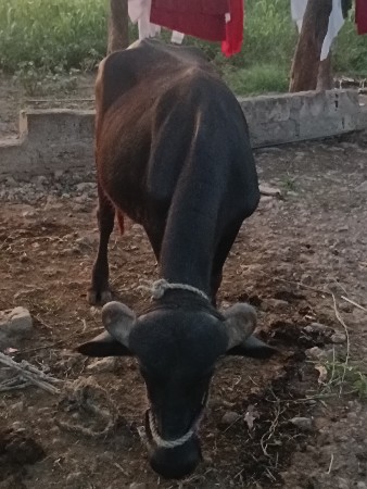 ખડેલી