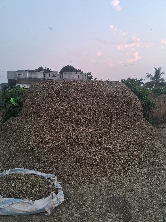 માડવી નો  ભુકો