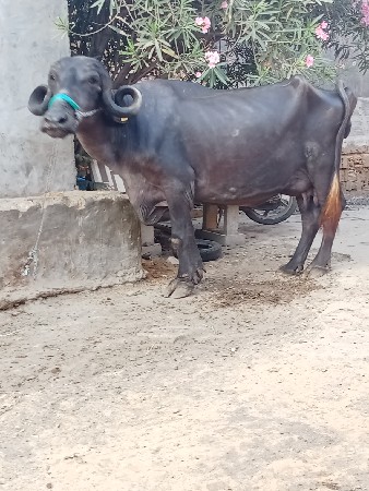 ભેશ વેછવાની છે તેજુ વેતર છે